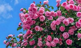 蔷薇玫瑰在线观看,浪漫邂逅，在线浪漫之旅